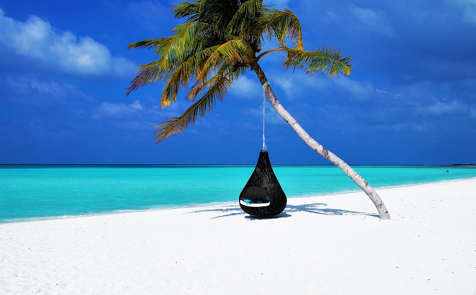Coconut tree on the sea shore