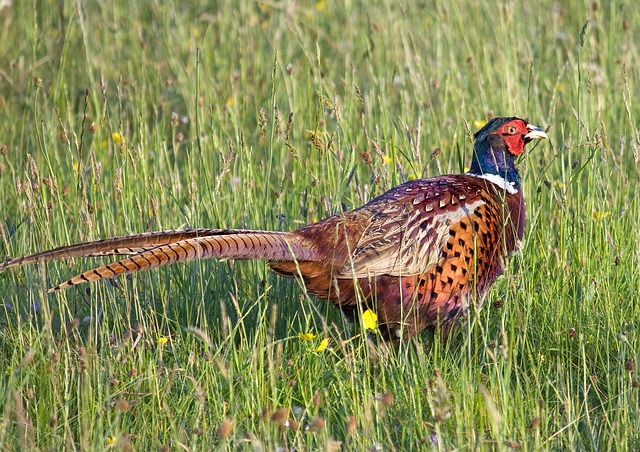 animal
