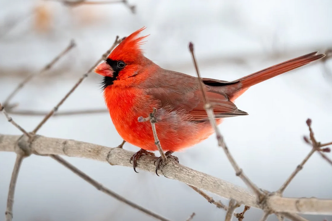 bird